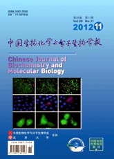 锐意医学网-中国生物化学与分子生物学报